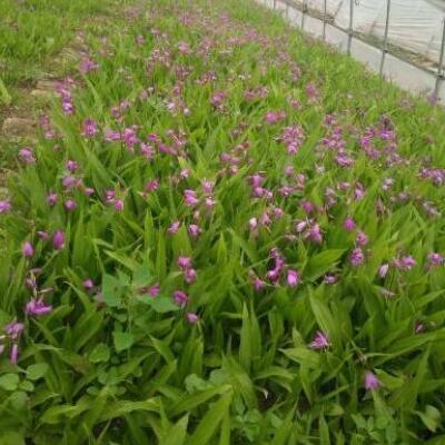 紫花三叉大白芨苗、白芨种子种子价格