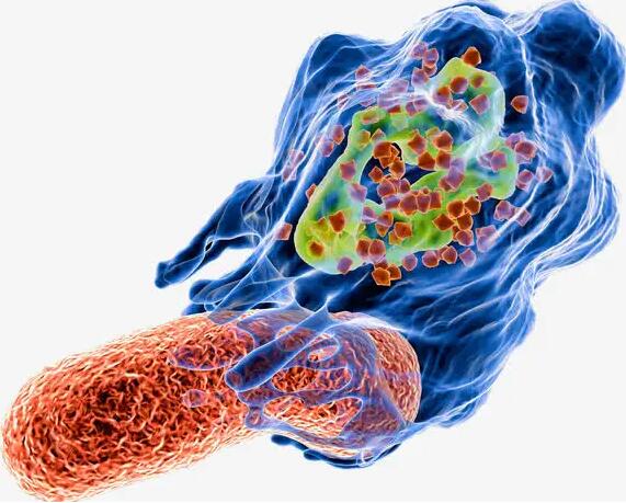 免疫吞噬细胞图片